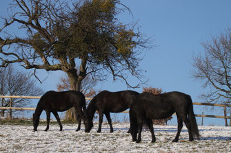 Sommer wie Winter auf der Weide