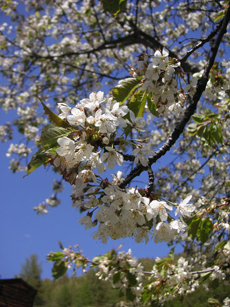 Kirschblüten auf 1'600 und 1'800 m.ü.M.