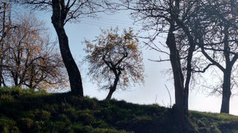 foto, bad tölz land, bäume am wiesenhang