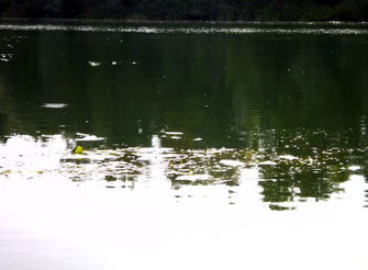 das ufer spiegelt sich im wasser, foto