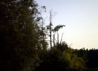 bäume am lech, foto