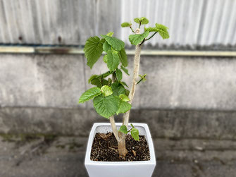 葉っぱが繁々と生えてきました。瑞々しいです。