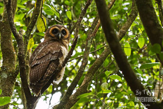 Birds,Birding, Knuckles, Sri Lanka, Knuckles Mountain Range, Wildlife, Animals, TravelSrilanka, VisitSrilanka, Trekking Sri Lanka, Hiking Sri Lanka, Trekking, Hiking, Adventure, Conservation, Holiday, Lodge, Camp, Guiding, Walks, Ecotourism, Qualified