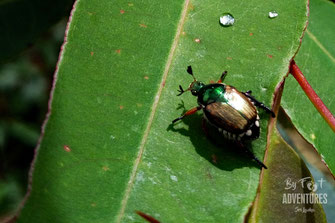 insects, Nature, Knuckles, Sri Lanka, Knuckles Mountain Range, Wildlife, Animals, TravelSrilanka, VisitSrilanka, Trekking Sri Lanka, Hiking Sri Lanka, Trekking, Hiking, Adventure, Conservation, Holiday, Lodge, Camp, Guiding, Walks, Ecotourism, Qualified