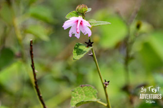 Plants, Nature, Knuckles, Sri Lanka, Knuckles Mountain Range, Wildlife, Flowers, TravelSrilanka, VisitSrilanka, Trekking Sri Lanka, Hiking Sri Lanka, Trekking, Hiking, Adventure, Conservation, Trees, Lodge, Camp, Guiding, Walks, Ecotourism, Qualified