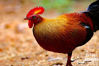 Birds,Birding, Knuckles, Sri Lanka, Knuckles Mountain Range, Wildlife, Animals, TravelSrilanka, VisitSrilanka, Trekking Sri Lanka, Hiking Sri Lanka, Trekking, Hiking, Adventure, Conservation, Holiday, Lodge, Camp, Guiding, Walks, Ecotourism, Qualified