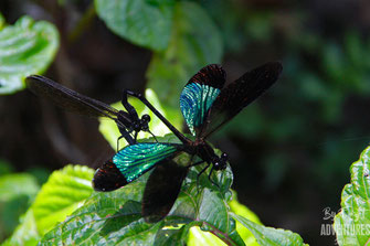 insects, Nature, Knuckles, Sri Lanka, Knuckles Mountain Range, Wildlife, Animals, TravelSrilanka, VisitSrilanka, Trekking Sri Lanka, Hiking Sri Lanka, Trekking, Hiking, Adventure, Conservation, Holiday, Lodge, Camp, Guiding, Walks, Ecotourism, Qualified