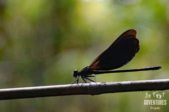 insects, Nature, Knuckles, Sri Lanka, Knuckles Mountain Range, Wildlife, Animals, TravelSrilanka, VisitSrilanka, Trekking Sri Lanka, Hiking Sri Lanka, Trekking, Hiking, Adventure, Conservation, Holiday, Lodge, Camp, Guiding, Walks, Ecotourism, Qualified