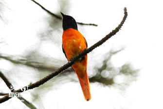 Birds,Birding, Knuckles, Sri Lanka, Knuckles Mountain Range, Wildlife, Animals, TravelSrilanka, VisitSrilanka, Trekking Sri Lanka, Hiking Sri Lanka, Trekking, Hiking, Adventure, Conservation, Holiday, Lodge, Camp, Guiding, Walks, Ecotourism, Qualified