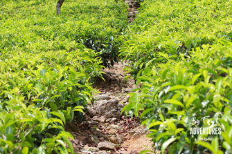 Plants, Nature, Knuckles, Sri Lanka, Knuckles Mountain Range, Wildlife, Flowers, TravelSrilanka, VisitSrilanka, Trekking Sri Lanka, Hiking Sri Lanka, Trekking, Hiking, Adventure, Conservation, Trees, Lodge, Camp, Guiding, Walks, Ecotourism, Qualified