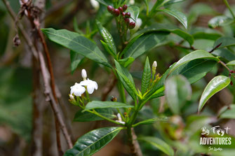 Plants, Nature, Knuckles, Sri Lanka, Knuckles Mountain Range, Wildlife, Flowers, TravelSrilanka, VisitSrilanka, Trekking Sri Lanka, Hiking Sri Lanka, Trekking, Hiking, Adventure, Conservation, Trees, Lodge, Camp, Guiding, Walks, Ecotourism, Qualified