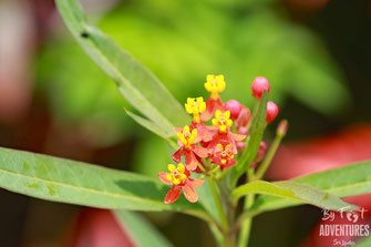 Plants, Nature, Knuckles, Sri Lanka, Knuckles Mountain Range, Wildlife, Flowers, TravelSrilanka, VisitSrilanka, Trekking Sri Lanka, Hiking Sri Lanka, Trekking, Hiking, Adventure, Conservation, Trees, Lodge, Camp, Guiding, Walks, Ecotourism, Qualified