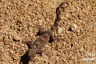 Cyrtodactylus soba, Gecko, Sri Lanka, Knuckles Mountain Range, Wildlife, Animals, TravelSrilanka, VisitSrilanka, Trekking Sri Lanka, Hiking Sri Lanka, Trekking, Hiking, Adventure, Conservation, Holiday, Lodge, Camp, Guiding, Walks,