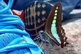 insects,butterfly, Nature, Knuckles, Sri Lanka, Knuckles Mountain Range, Wildlife, Animals, TravelSrilanka, VisitSrilanka, Trekking Sri Lanka, Hiking Sri Lanka, Trekking, Hiking, Adventure, Conservation, Holiday, Lodge, Camp, Guiding, Walks, Ecotourism, Q