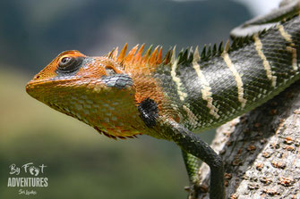 Calotes Calotes, Green Garden lizard, Knuckles, Sri Lanka, Knuckles Mountain Range, Wildlife, Animals, TravelSrilanka, VisitSrilanka, Trekking Sri Lanka, Hiking Sri Lanka, Trekking, Hiking, Adventure, Conservation, Holiday, Lodge, Camp, Guiding, Walks,