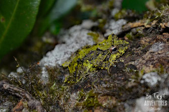 Amphibians, Frogs, Knuckles, Sri Lanka, Knuckles Mountain Range, Wildlife, Animals, TravelSrilanka, VisitSrilanka, Trekking Sri Lanka, Hiking Sri Lanka, Trekking, Hiking, Adventure, Conservation, Holiday, Lodge, Camp, Guiding, Walks, Ecotourism, Qualified