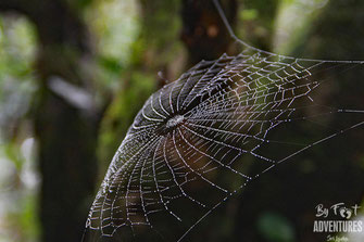 insects,spider, Nature, Knuckles, Sri Lanka, Knuckles Mountain Range, Wildlife, Animals, TravelSrilanka, VisitSrilanka, Trekking Sri Lanka, Hiking Sri Lanka, Trekking, Hiking, Adventure, Conservation, Holiday, Lodge, Camp, Guiding, Walks, Ecotourism, Q