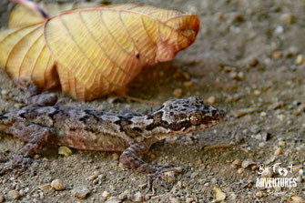 Cyrtodactylus soba, Gecko, Sri Lanka, Knuckles Mountain Range, Wildlife, Animals, TravelSrilanka, VisitSrilanka, Trekking Sri Lanka, Hiking Sri Lanka, Trekking, Hiking, Adventure, Conservation, Holiday, Lodge, Camp, Guiding, Walks,