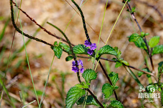 Plants, Nature, Knuckles, Sri Lanka, Knuckles Mountain Range, Wildlife, Flowers, TravelSrilanka, VisitSrilanka, Trekking Sri Lanka, Hiking Sri Lanka, Trekking, Hiking, Adventure, Conservation, Trees, Lodge, Camp, Guiding, Walks, Ecotourism, Qualified