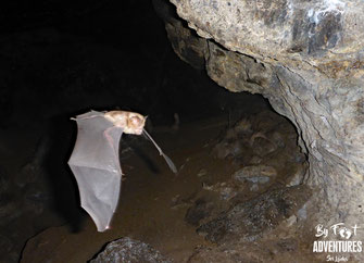 Bats, Leafnosedbats, Cave, Nitro Cave, Knuckles Montains, Waterfall, Trekking, hiking, Adventure, Nature, wildlife, Conservation, Mountains, Travel, Sri Lanka, Daytrip, Conservation, Habitat loss, Trekking in Knuckles, Caveing, Wilderness, Ecotourism