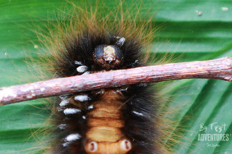 insects, Nature, Knuckles, Sri Lanka, Knuckles Mountain Range, Wildlife, Animals, TravelSrilanka, VisitSrilanka, Trekking Sri Lanka, Hiking Sri Lanka, Trekking, Hiking, Adventure, Conservation, Holiday, Lodge, Camp, Guiding, Walks, Ecotourism, Qualified