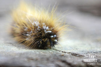 insects, Nature, Knuckles, Sri Lanka, Knuckles Mountain Range, Wildlife, Animals, TravelSrilanka, VisitSrilanka, Trekking Sri Lanka, Hiking Sri Lanka, Trekking, Hiking, Adventure, Conservation, Holiday, Lodge, Camp, Guiding, Walks, Ecotourism, Qualified