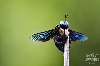 insects, Nature, Knuckles, Sri Lanka, Knuckles Mountain Range, Wildlife, Animals, TravelSrilanka, VisitSrilanka, Trekking Sri Lanka, Hiking Sri Lanka, Trekking, Hiking, Adventure, Conservation, Holiday, Lodge, Camp, Guiding, Walks, Ecotourism, Qualified