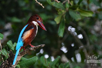 Birds,Birding, Knuckles, Sri Lanka, Knuckles Mountain Range, Wildlife, Animals, TravelSrilanka, VisitSrilanka, Trekking Sri Lanka, Hiking Sri Lanka, Trekking, Hiking, Adventure, Conservation, Holiday, Lodge, Camp, Guiding, Walks, Ecotourism, Qualified