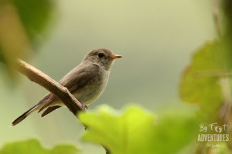 Birds,Birding, Knuckles, Sri Lanka, Knuckles Mountain Range, Wildlife, Animals, TravelSrilanka, VisitSrilanka, Trekking Sri Lanka, Hiking Sri Lanka, Trekking, Hiking, Adventure, Conservation, Holiday, Lodge, Camp, Guiding, Walks, Ecotourism, Qualified