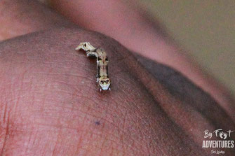 insects, Nature, Knuckles, Sri Lanka, Knuckles Mountain Range, Wildlife, Animals, TravelSrilanka, VisitSrilanka, Trekking Sri Lanka, Hiking Sri Lanka, Trekking, Hiking, Adventure, Conservation, Holiday, Lodge, Camp, Guiding, Walks, Ecotourism, Qualified