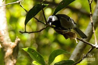 Birds,Birding, Knuckles, Sri Lanka, Knuckles Mountain Range, Wildlife, Animals, TravelSrilanka, VisitSrilanka, Trekking Sri Lanka, Hiking Sri Lanka, Trekking, Hiking, Adventure, Conservation, Holiday, Lodge, Camp, Guiding, Walks, Ecotourism, Qualified