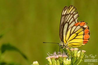 insects,butterfly, Nature, Knuckles, Sri Lanka, Knuckles Mountain Range, Wildlife, Animals, TravelSrilanka, VisitSrilanka, Trekking Sri Lanka, Hiking Sri Lanka, Trekking, Hiking, Adventure, Conservation, Holiday, Lodge, Camp, Guiding, Walks, Ecotourism, Q