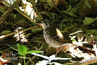 Birds,Birding, Knuckles, Sri Lanka, Knuckles Mountain Range, Wildlife, Animals, TravelSrilanka, VisitSrilanka, Trekking Sri Lanka, Hiking Sri Lanka, Trekking, Hiking, Adventure, Conservation, Holiday, Lodge, Camp, Guiding, Walks, Ecotourism, Qualified