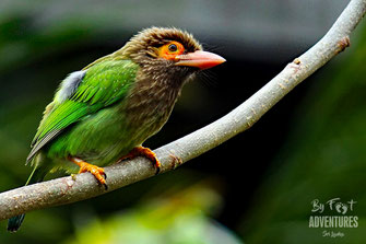 Birds,Birding, Knuckles, Sri Lanka, Knuckles Mountain Range, Wildlife, Animals, TravelSrilanka, VisitSrilanka, Trekking Sri Lanka, Hiking Sri Lanka, Trekking, Hiking, Adventure, Conservation, Holiday, Lodge, Camp, Guiding, Walks, Ecotourism, Qualified