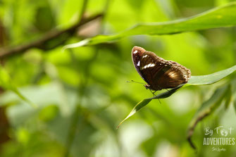 insects,butterfly, Nature, Knuckles, Sri Lanka, Knuckles Mountain Range, Wildlife, Animals, TravelSrilanka, VisitSrilanka, Trekking Sri Lanka, Hiking Sri Lanka, Trekking, Hiking, Adventure, Conservation, Holiday, Lodge, Camp, Guiding, Walks, Ecotourism, Q