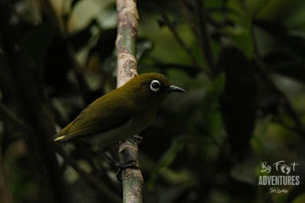 Birds,Birding, Knuckles, Sri Lanka, Knuckles Mountain Range, Wildlife, Animals, TravelSrilanka, VisitSrilanka, Trekking Sri Lanka, Hiking Sri Lanka, Trekking, Hiking, Adventure, Conservation, Holiday, Lodge, Camp, Guiding, Walks, Ecotourism, Qualified