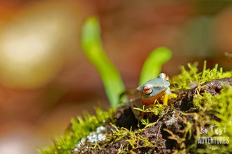 Amphibians, Frogs, Knuckles, Sri Lanka, Knuckles Mountain Range, Wildlife, Animals, TravelSrilanka, VisitSrilanka, Trekking Sri Lanka, Hiking Sri Lanka, Trekking, Hiking, Adventure, Conservation, Holiday, Lodge, Camp, Guiding, Walks, Ecotourism, Qualified