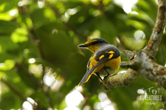 Birds,Birding, Knuckles, Sri Lanka, Knuckles Mountain Range, Wildlife, Animals, TravelSrilanka, VisitSrilanka, Trekking Sri Lanka, Hiking Sri Lanka, Trekking, Hiking, Adventure, Conservation, Holiday, Lodge, Camp, Guiding, Walks, Ecotourism, Qualified