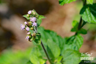 Plants, Nature, Knuckles, Sri Lanka, Knuckles Mountain Range, Wildlife, Flowers, TravelSrilanka, VisitSrilanka, Trekking Sri Lanka, Hiking Sri Lanka, Trekking, Hiking, Adventure, Conservation, Trees, Lodge, Camp, Guiding, Walks, Ecotourism, Qualified