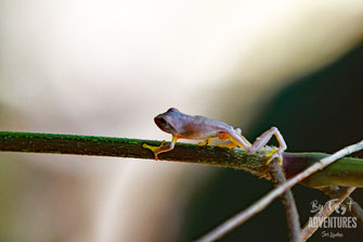 Amphibians, Frogs, Knuckles, Sri Lanka, Knuckles Mountain Range, Wildlife, Animals, TravelSrilanka, VisitSrilanka, Trekking Sri Lanka, Hiking Sri Lanka, Trekking, Hiking, Adventure, Conservation, Holiday, Lodge, Camp, Guiding, Walks, Ecotourism, Qualified