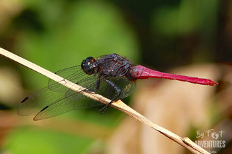 insects, Nature, Knuckles, Sri Lanka, Knuckles Mountain Range, Wildlife, Animals, TravelSrilanka, VisitSrilanka, Trekking Sri Lanka, Hiking Sri Lanka, Trekking, Hiking, Adventure, Conservation, Holiday, Lodge, Camp, Guiding, Walks, Ecotourism, Qualified