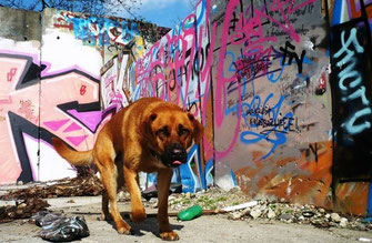 berlin mit hund, Melanie Knies, Hundeabenteuer, Hundekrimi, Hundewanderung, Hundeschule