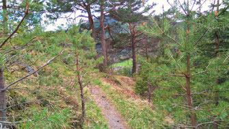 Schmaler Pfad im Kiefernwald auf dem Knappensteig bei Neuberg an der Mürz