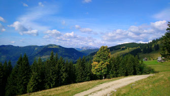 Forstweg kurz vor der Turnaueralm mit Blick auf den Hochanger und den Hochschwab