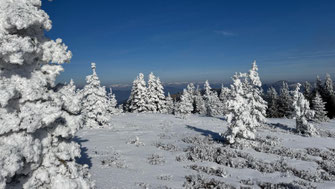 Verschneite Fichtenbäume auf einer Hochfläche im Winter