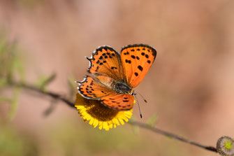 T. phoebus f. magnificens, femelle, région de Tafraoute, Anti-Atlas sud-occidental, juin 2018, ©Frédérique Courtin-Tarrier   