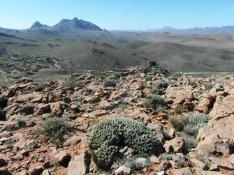 Biotope présaharien (E. belemia altamontanus), étage altimontain du Djebel Akoumbi, Anti-Atlas sud-occidental, 2017, ©Frédérique Courtin-Tarrier 