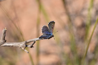 P. abencerragus, Madao, Anti-Atlas sud-occidental, 2017, ©Frédérique Courtin-Tarrier  
