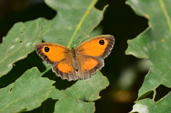 P. tithonus distincta, femelle, Djebel Tisirene, Rif occidental, 2018, ©Frédérique Courtin-Tarrier  