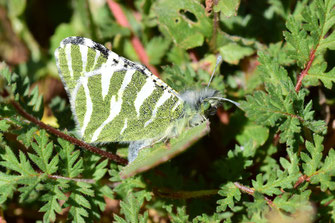 E. belemia distincta, mâle, Imi-n-Ifri, Haut Atlas central, 2018, ©Frédérique Courtin-Tarrier 